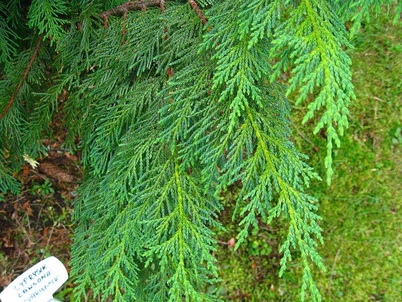Lawson cypress